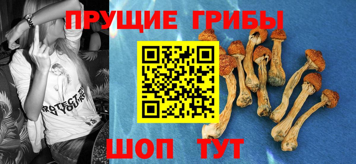 Псилоцибиновые грибы Psilocybe  Вход с VPN  Валуйки 